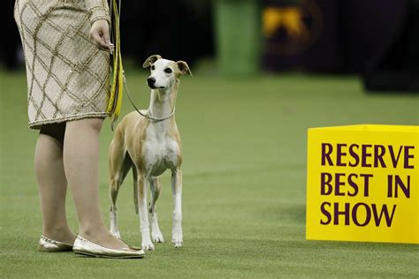 Westminster Kennel Club Dog Show: Whippet Chanel wins 